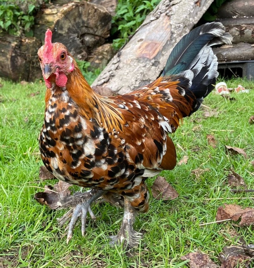 Kohutikovia liliputky - 8