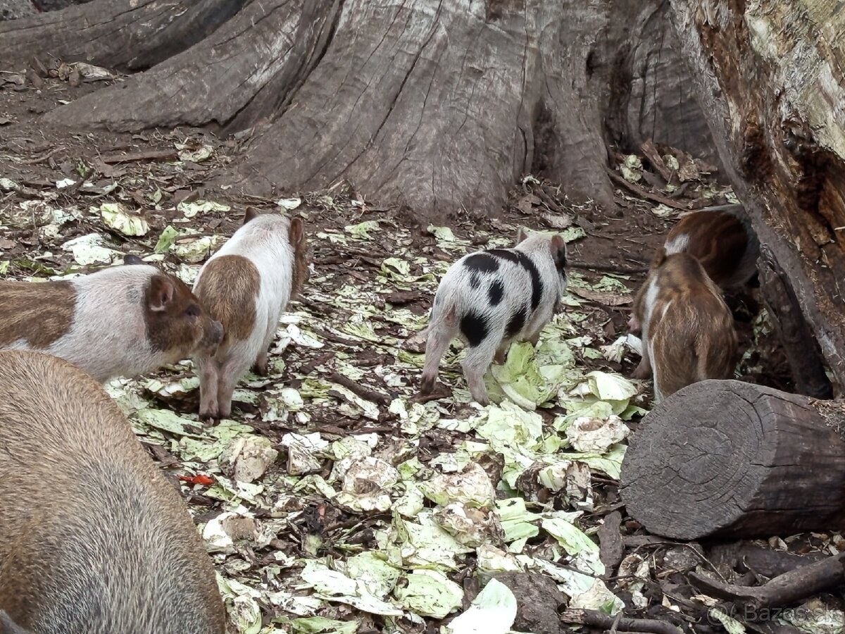 Vietnamské prasiatka 2 - 8