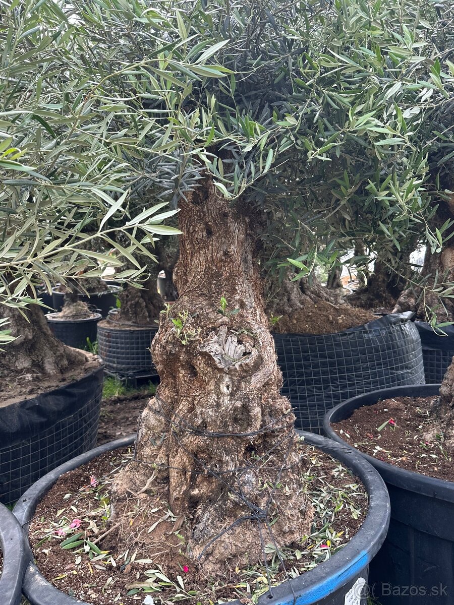 Predám krásne Olivy Bosai - 8