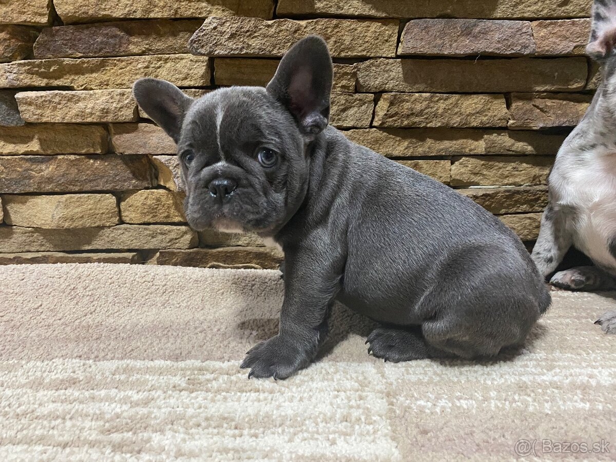 Francuzsky buldoček - 8