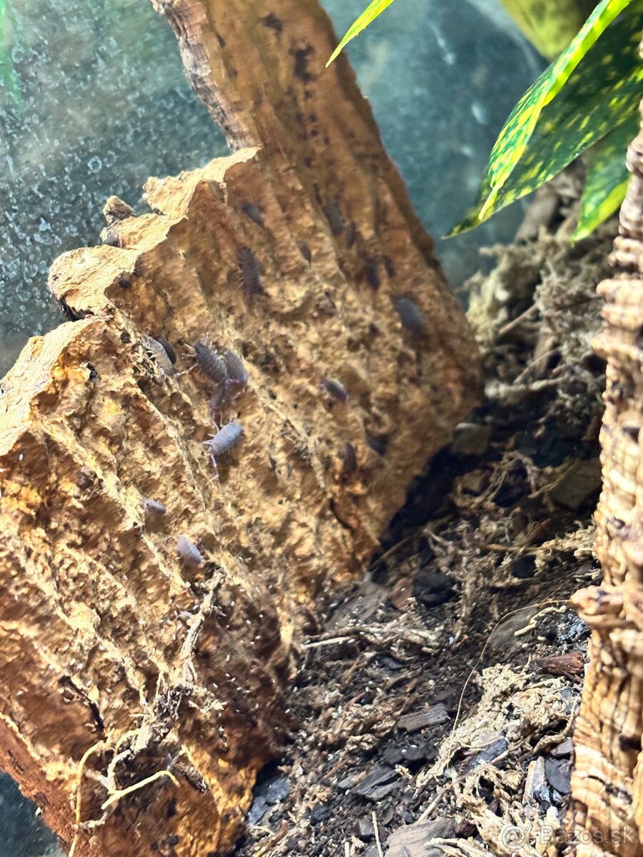 Predám terárium ZooMed s PAGEKONÓM RIASNATÝM (samec) - 8