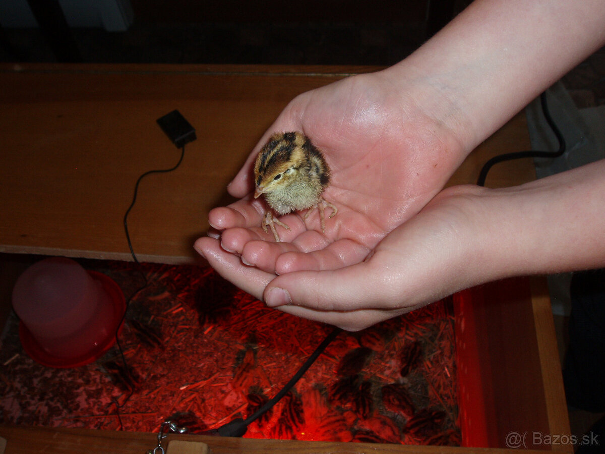 Prepeličie vajíčka - 8