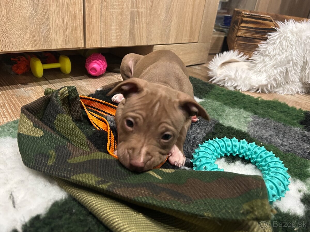 Americky pitbull terier - 8