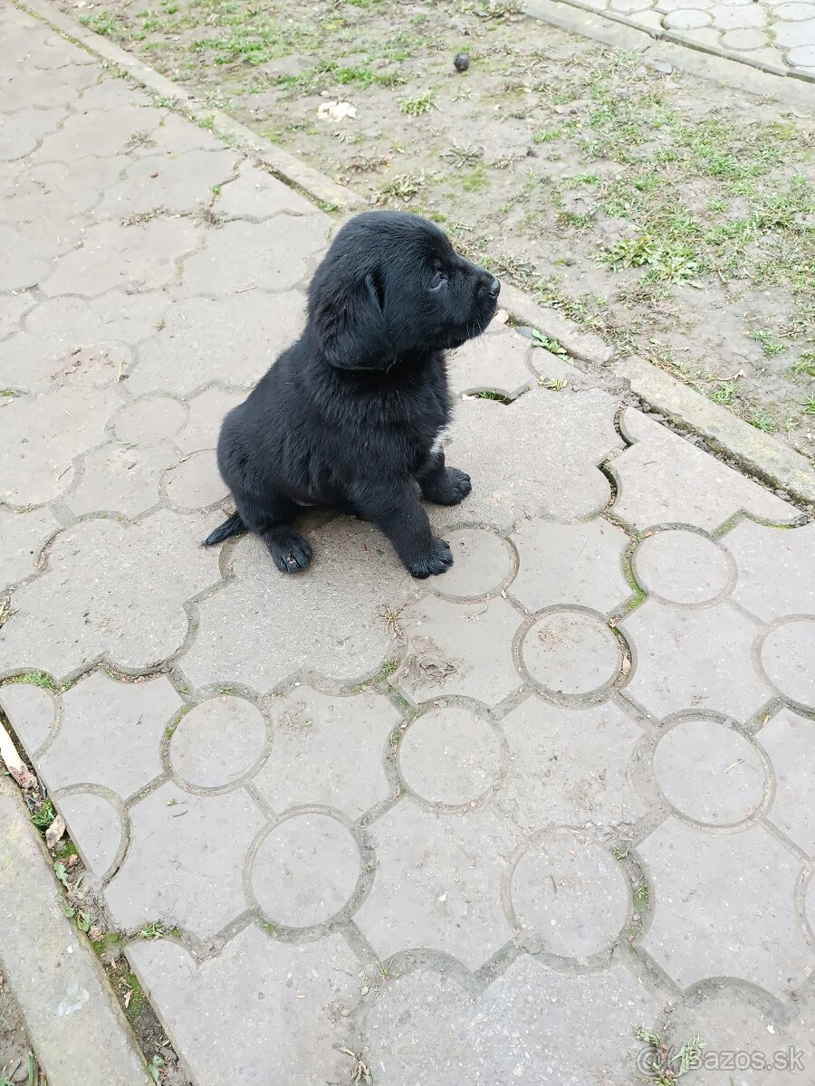 Predám šteniatka Labradora - 8