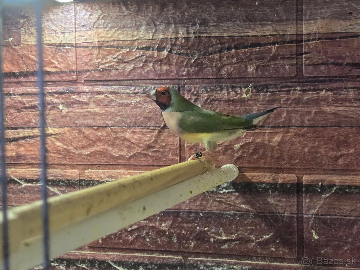 Amadina Gouldova - drobotina - 8