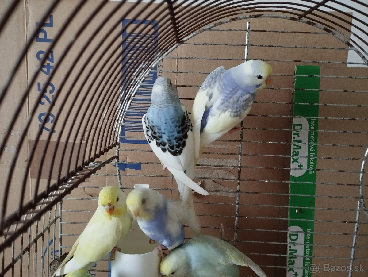 Predám andulky z búdok vyletané v auguste - 8