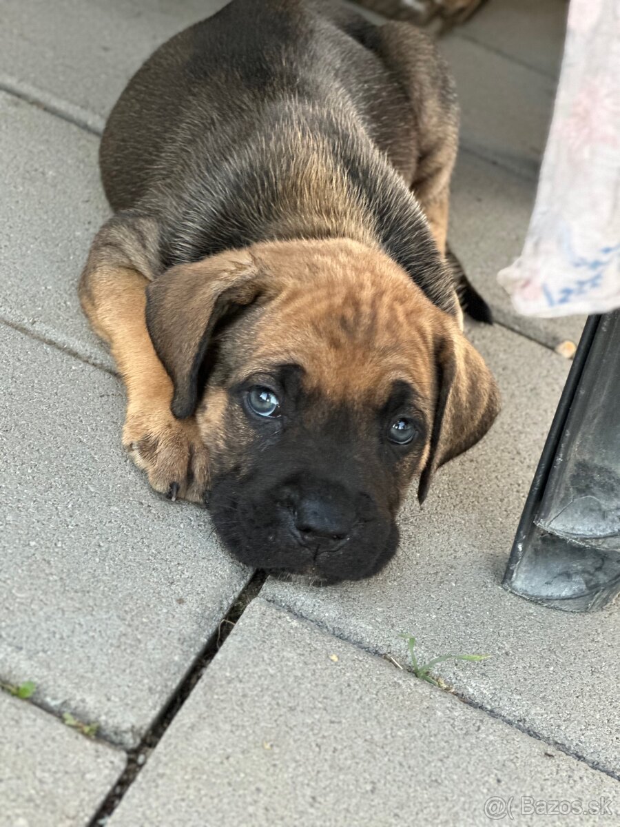 Cane corso Šteniatka - 8