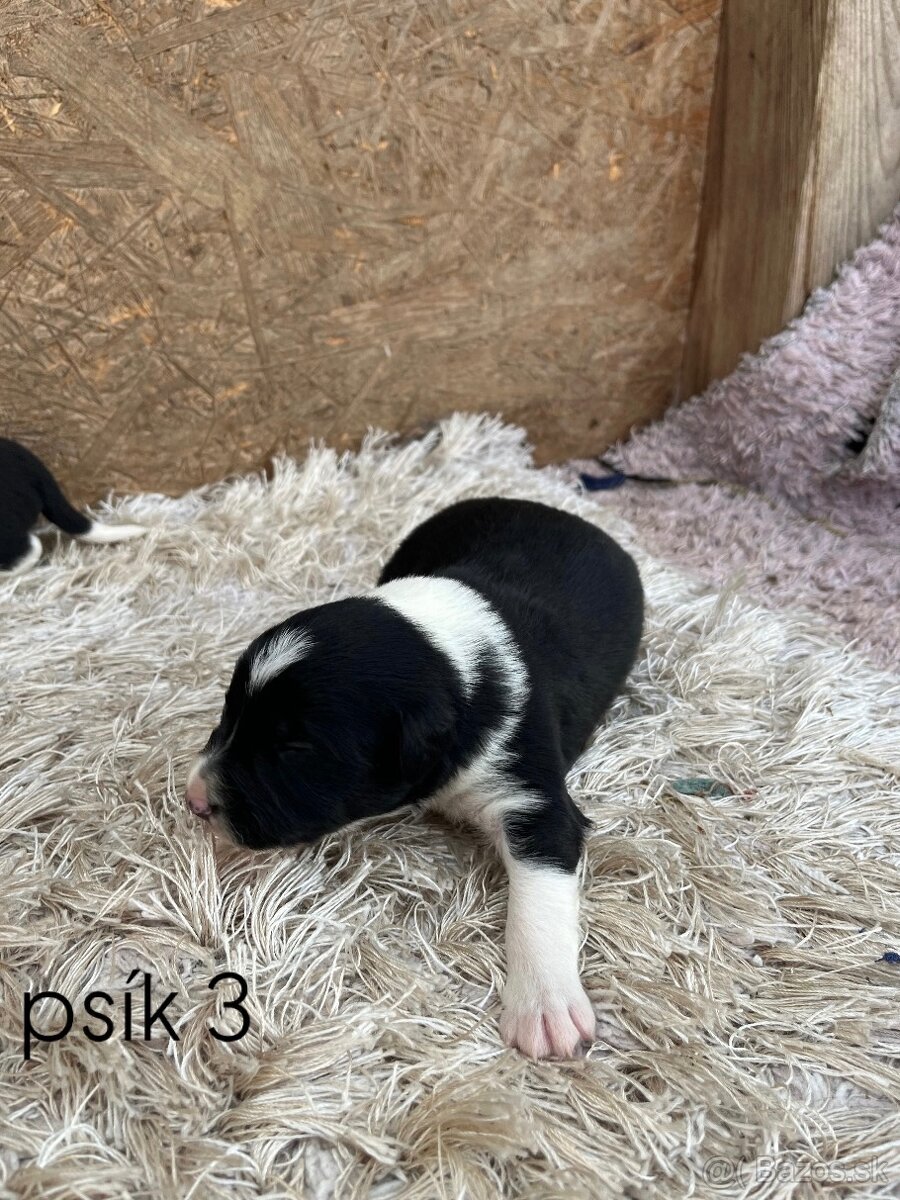 Predám šteniatka border kólie - 8