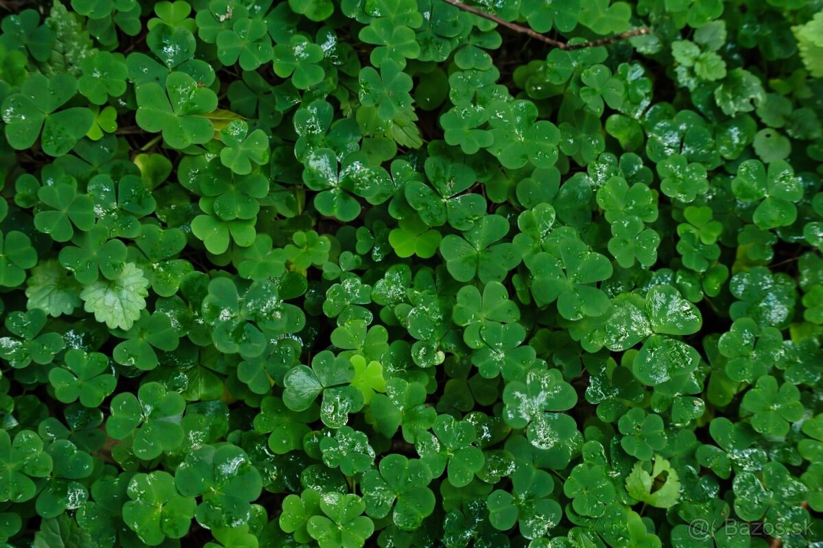 Sony 28-70mm f/3.5-5.6 OSS - 8