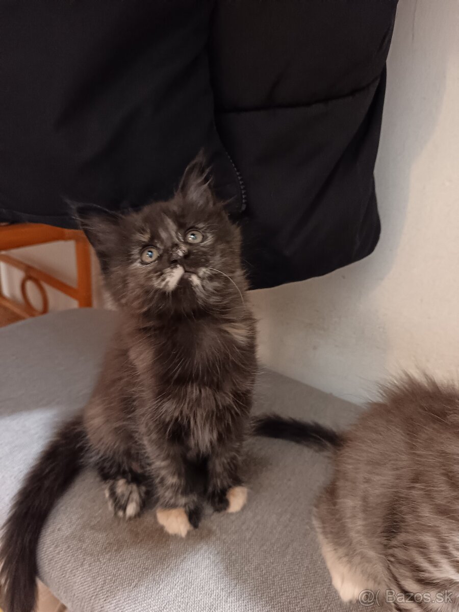 Mainska myvalia mačka - 8