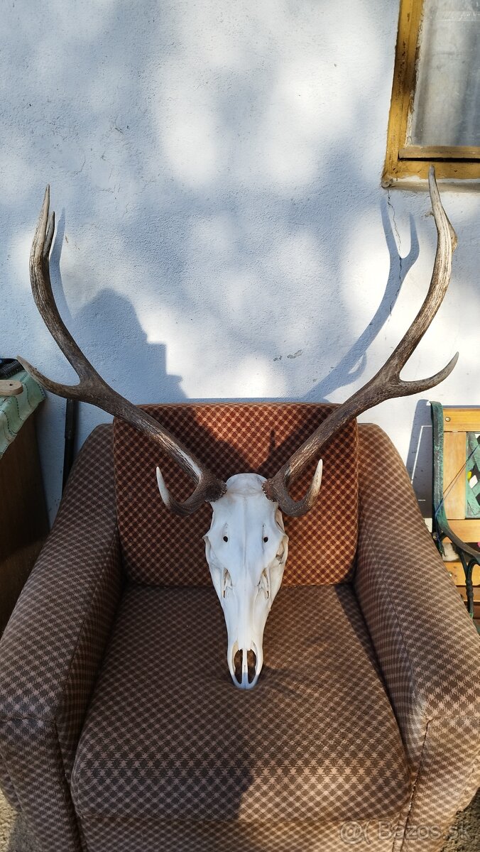 Predám trofej jeleňa.parozie, zhody, trofeje. - 8