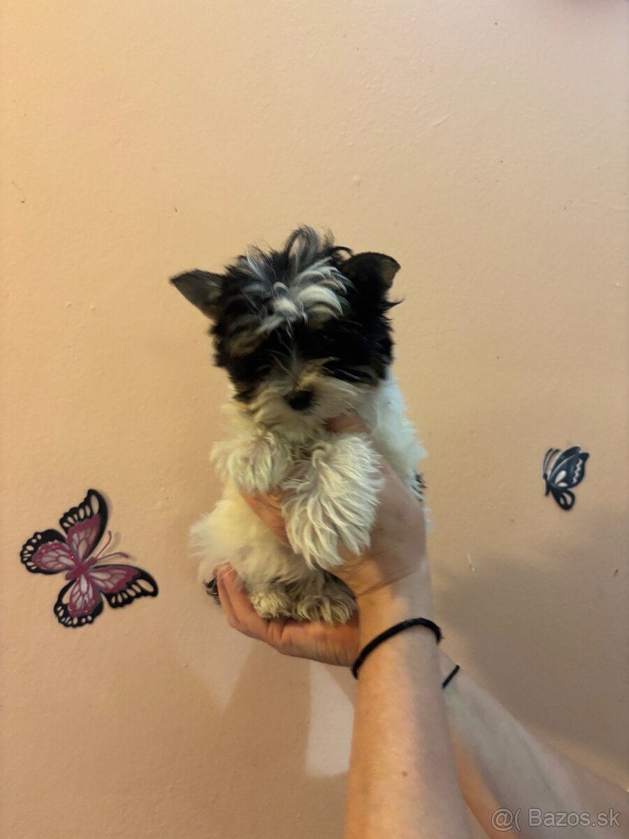 Yorkshirsky terier, yorkshirsky terier mini, biewer - 8