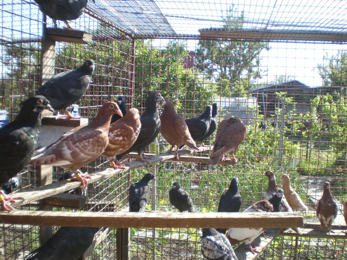 Predám poštové holuby - 8