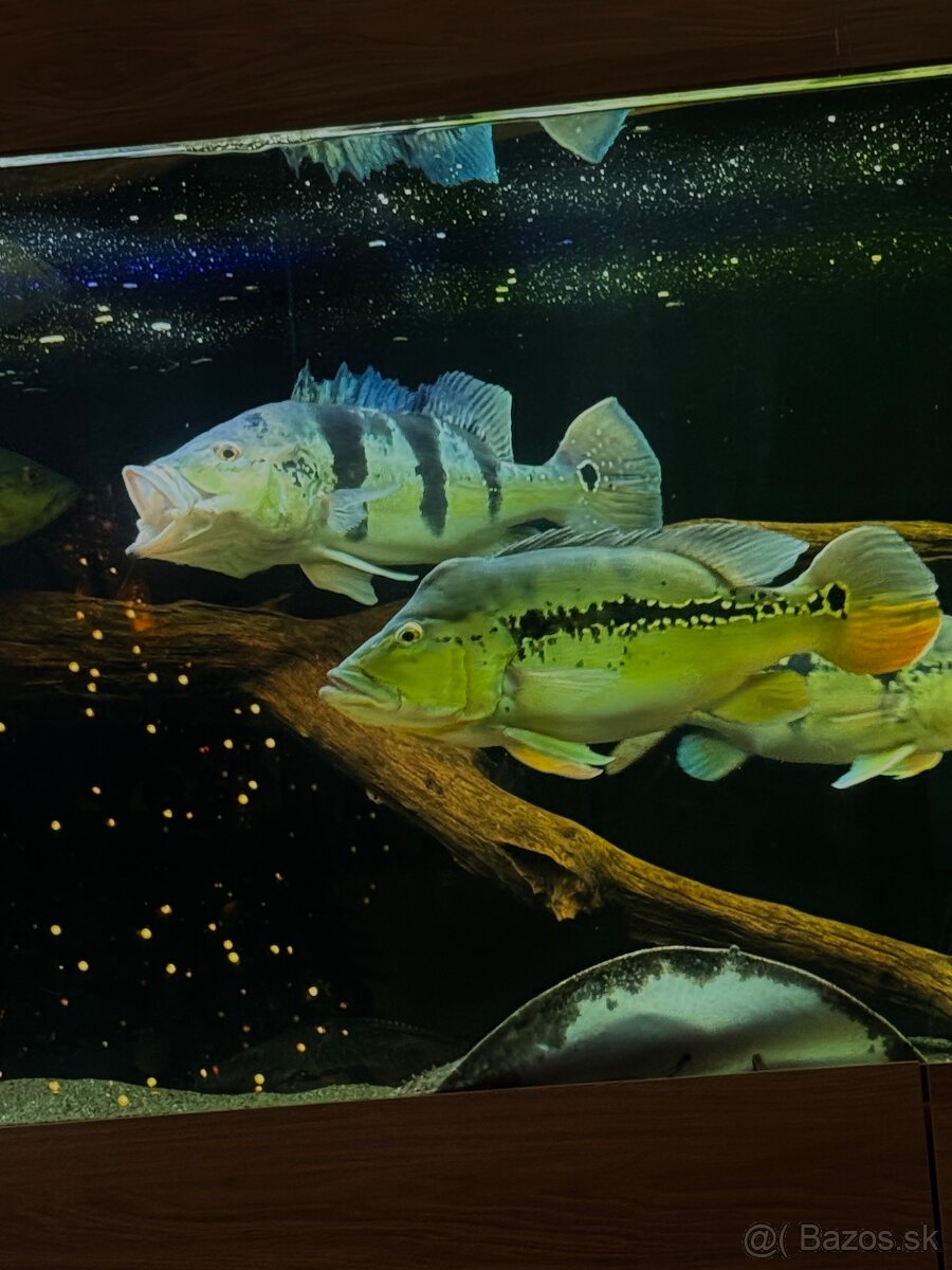 Predám akvárium komplet - 8