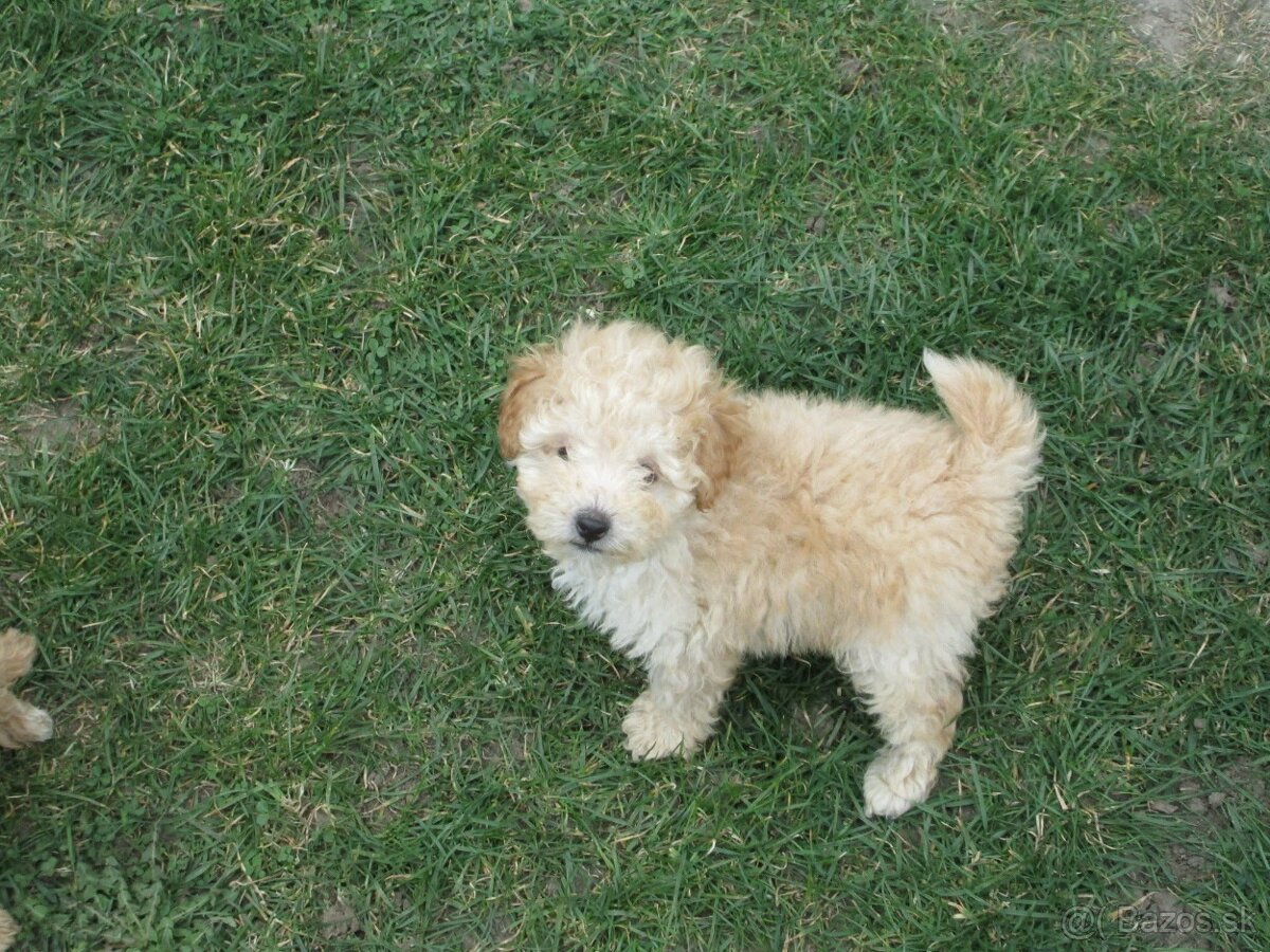 Pudel toy apricot white - 8