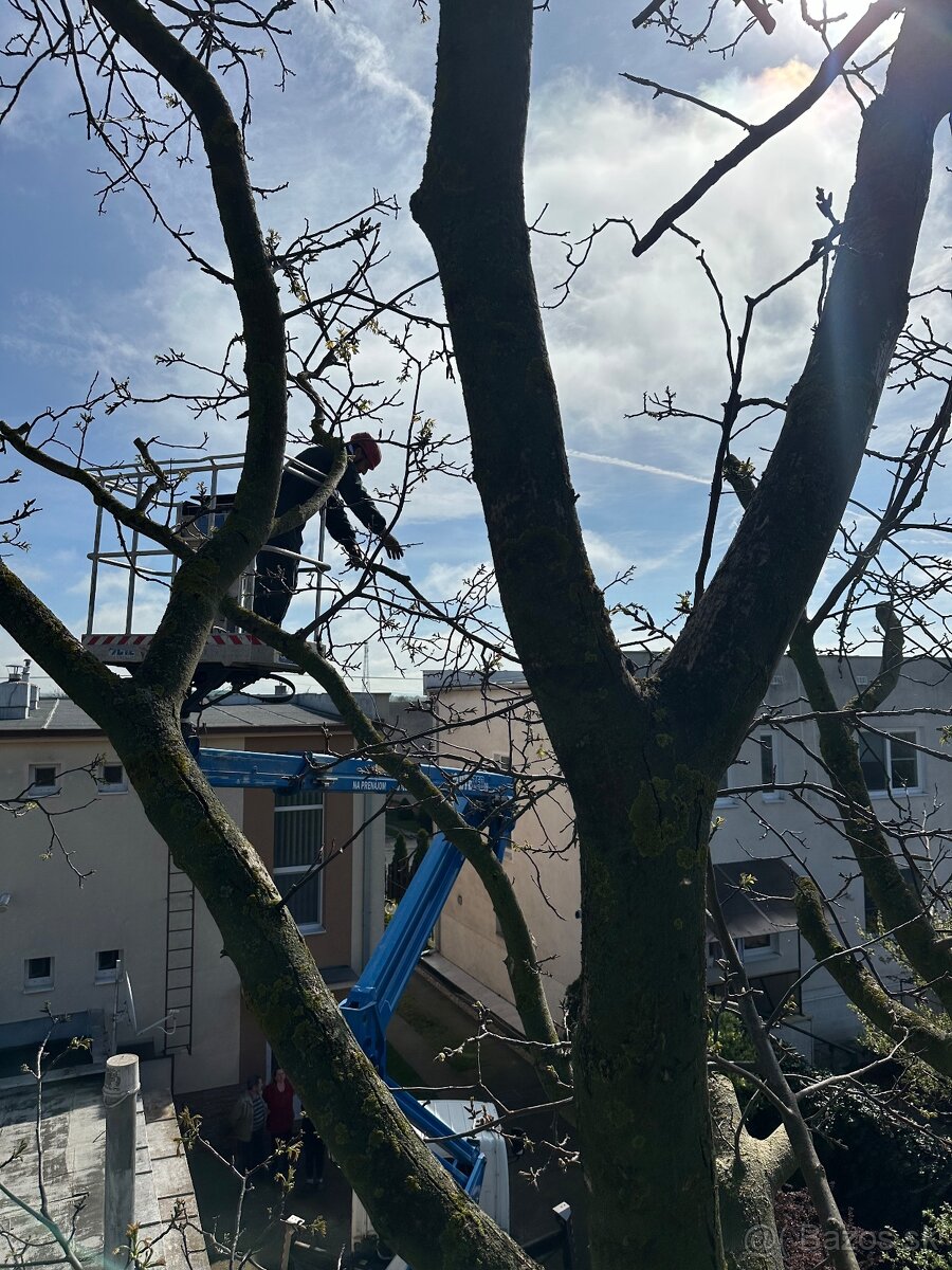 Výrub a orez stromov/Arboristika - 8