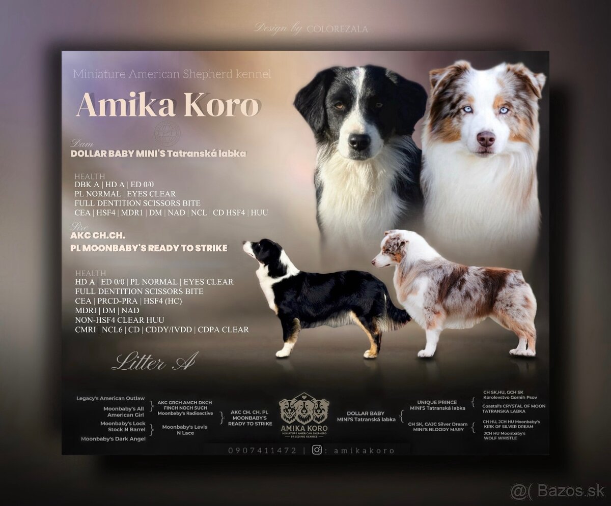 Miniatúrny americký ovčiak - 8