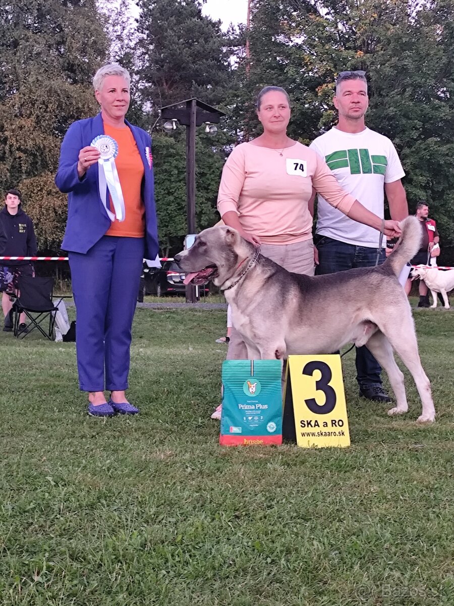 Stredoázijský ovčiak - 8