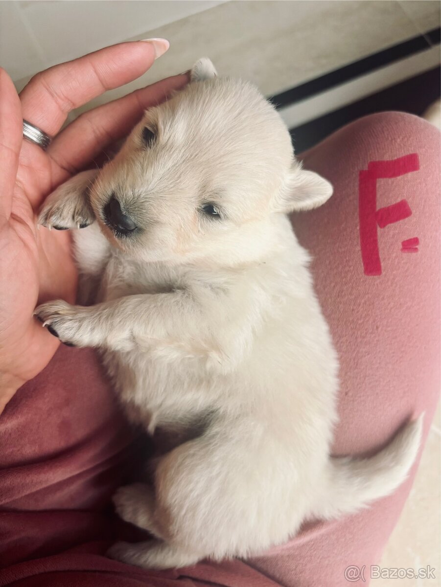 Šteniatka hľadaju domov - 8