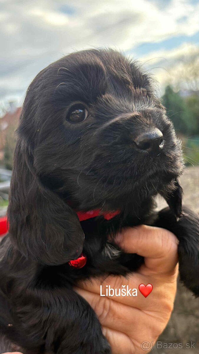 Anglický kokeršpaniel - 8