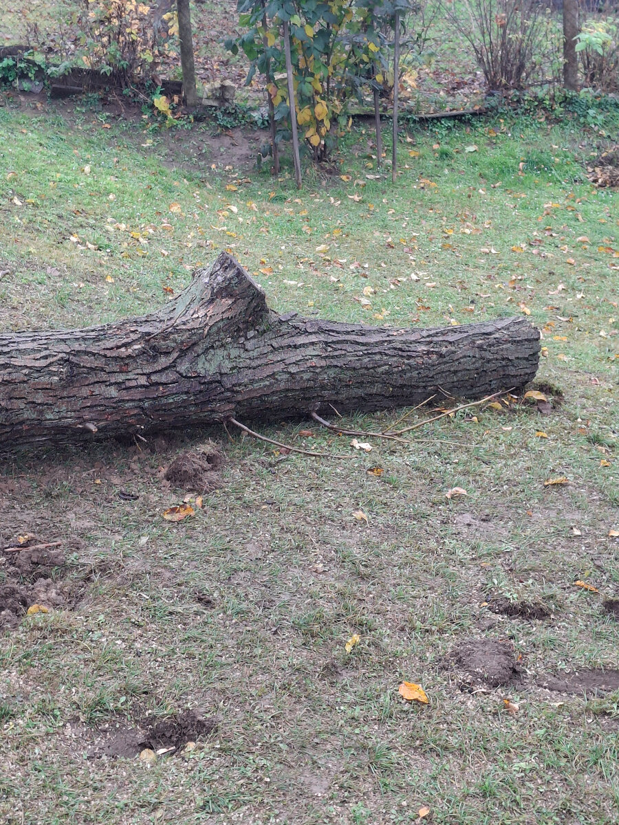 Orech kmeň guľatina priemer70cm - 30/35cm dlzka 7.8m + klaty - 8