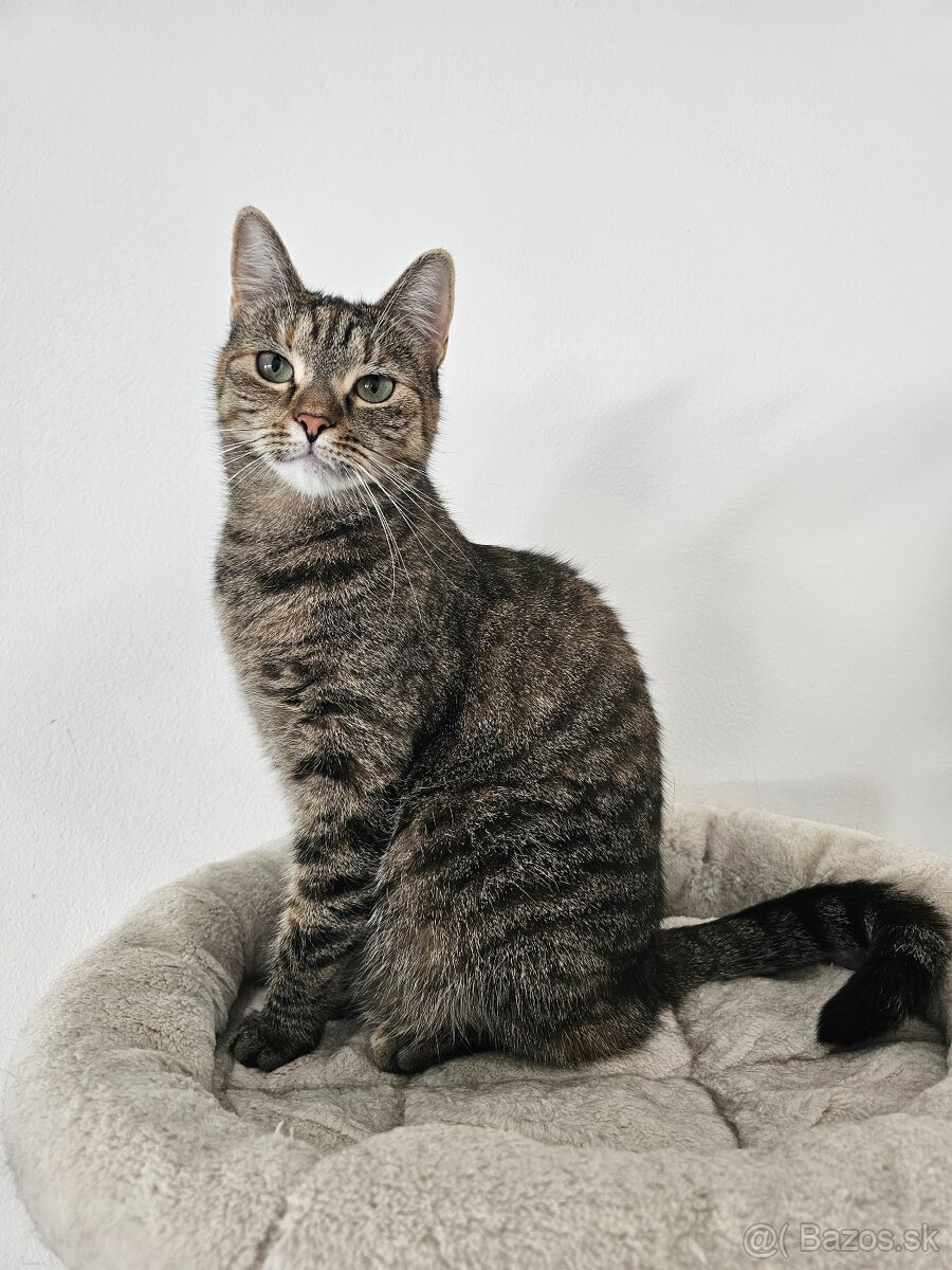 Nežná mačička LENKA hľadá domov - 8