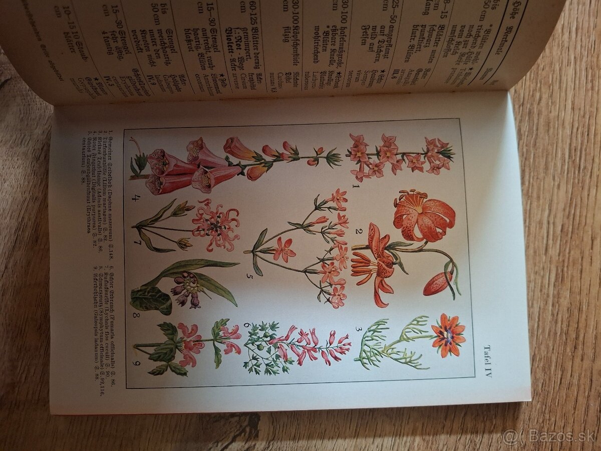 Was blüht denn da - 8