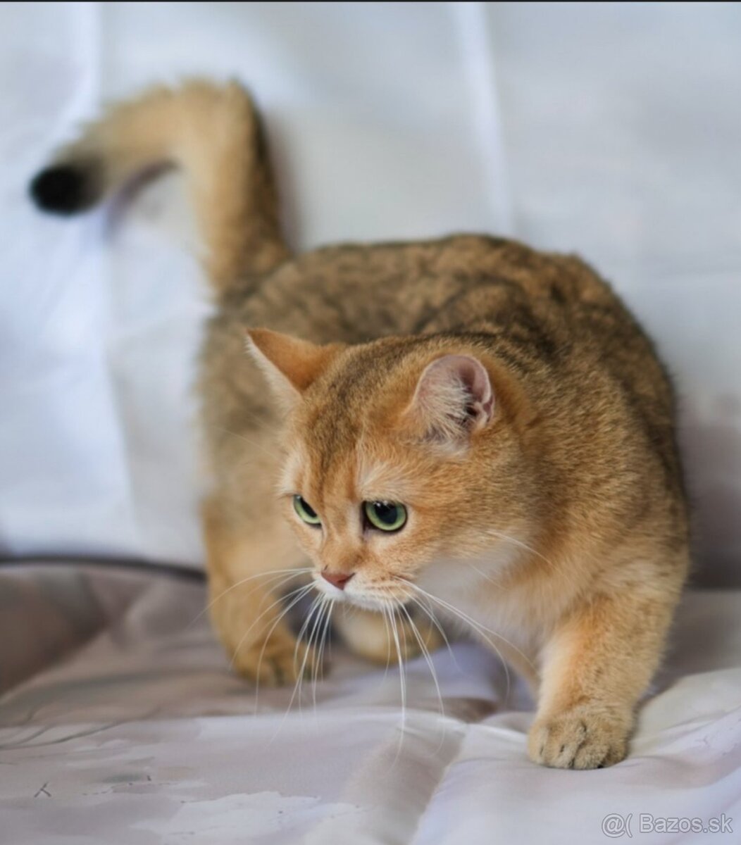 Britská krátkosrstá mačka - 8