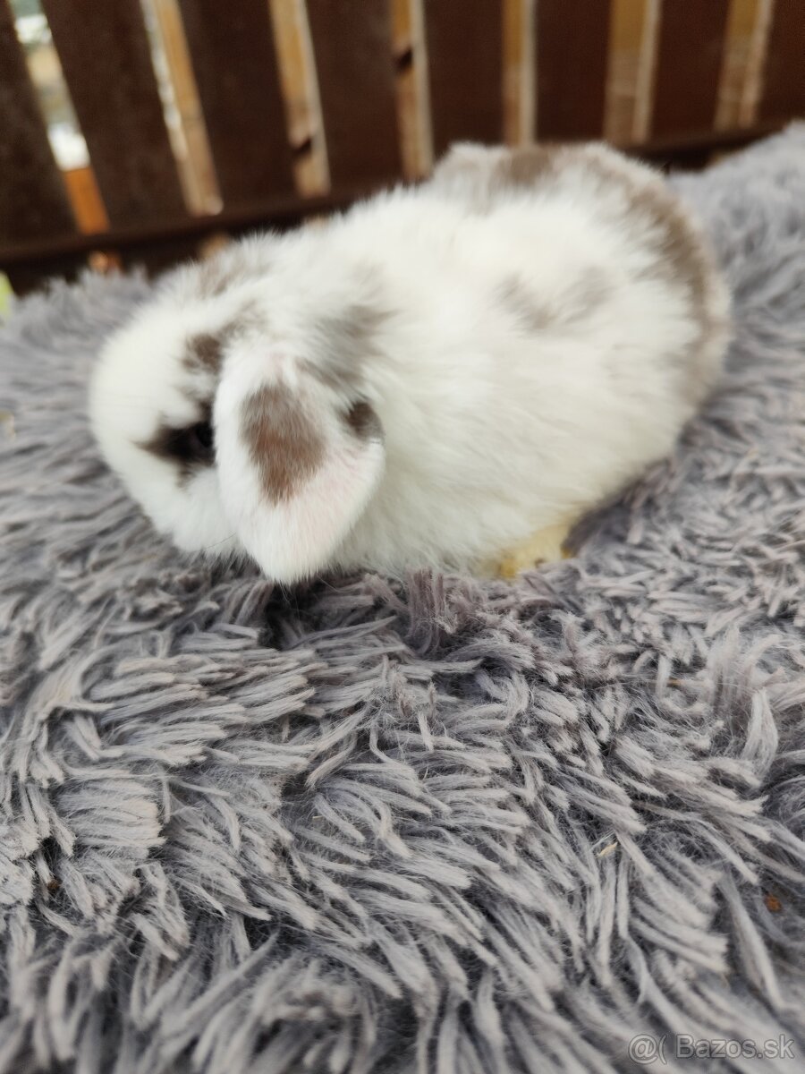 Minilop samička s VP - 8