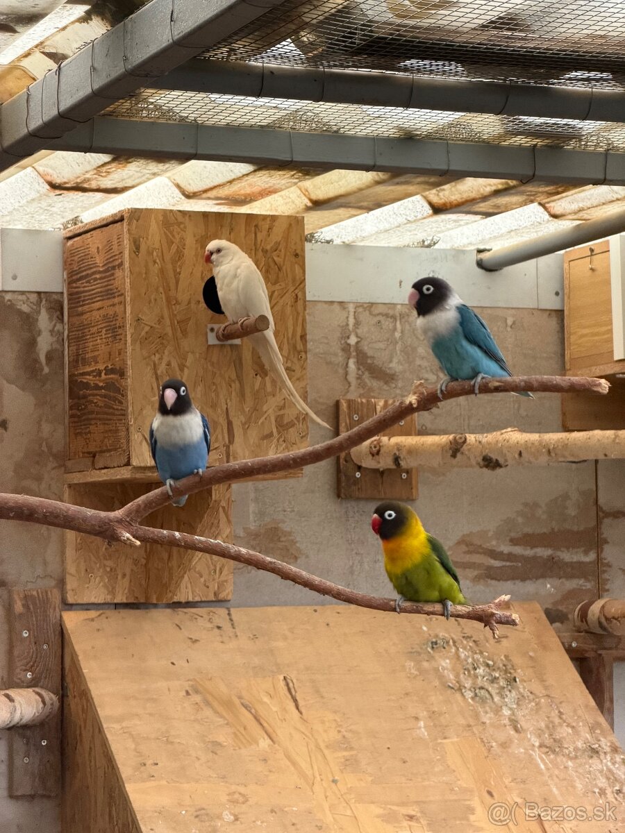 Agapornis škraboškový - 8