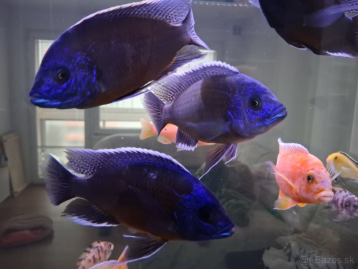 Ryby africke cichlidy - 8