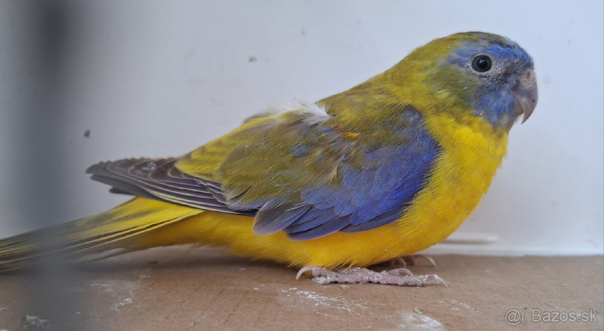 Neoféma tyrkysová žltobruchá - 8