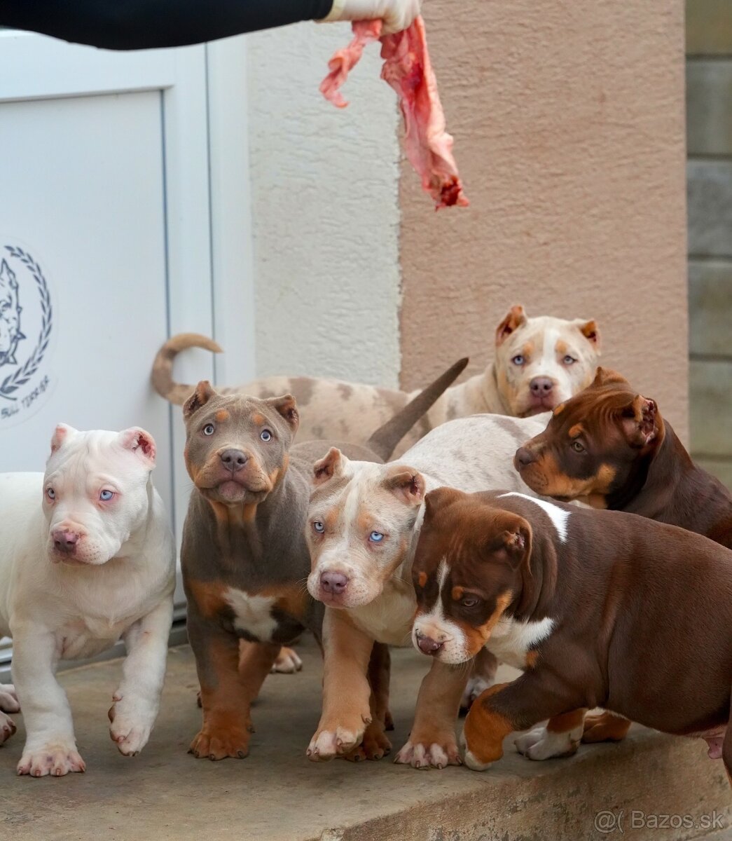 American Bully XL/XXL - 8