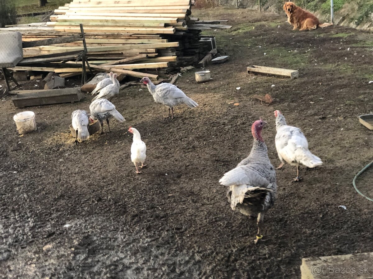 Morka Česká šedá bielolemovaná predaj - 8