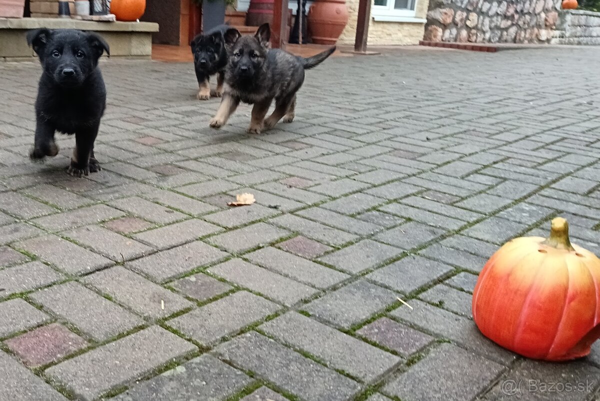 Nemecký ovčiak šteniatka - 8