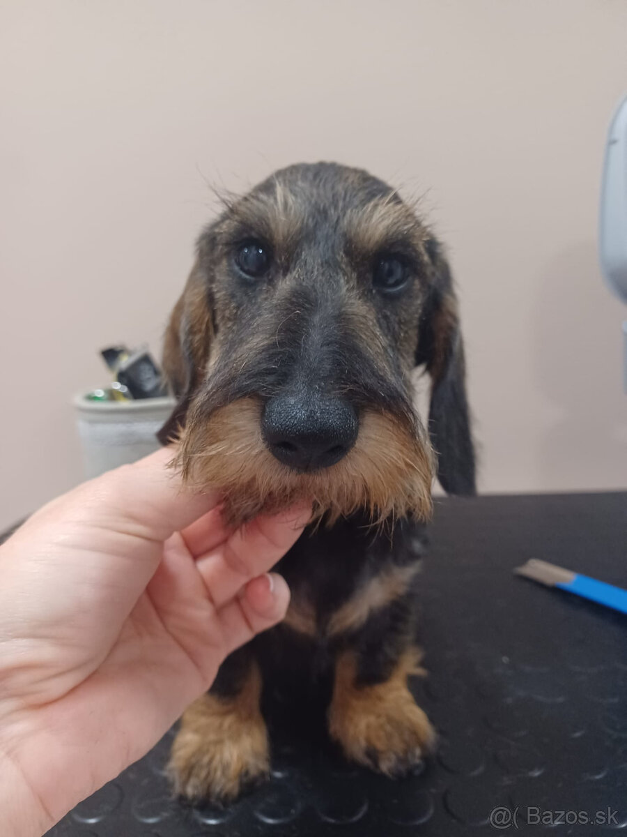 Jazvečík hrubosrstý trpasličí - králičí s PP - 8