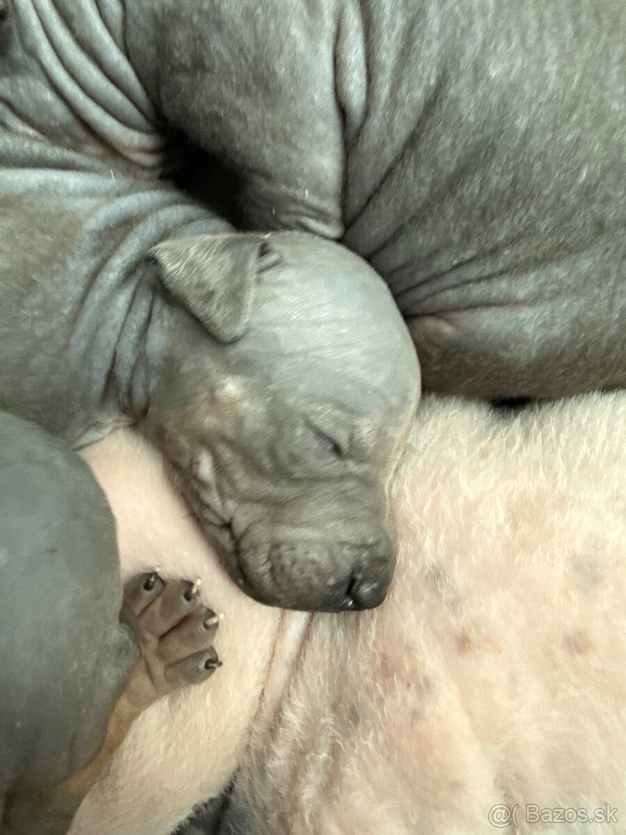 Americky bezsrsty terier - 8