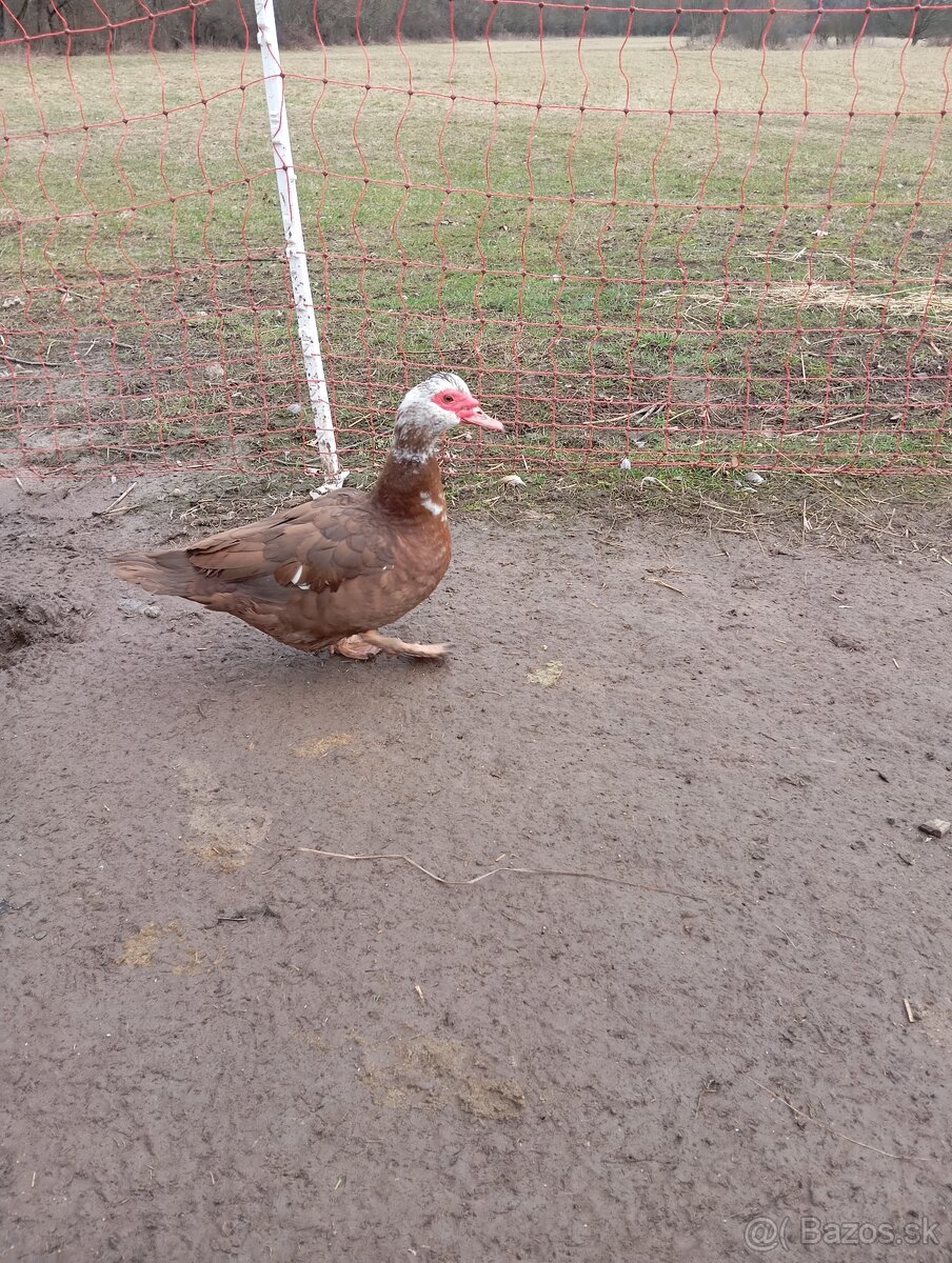 Čínske kačky 7 ks - 8