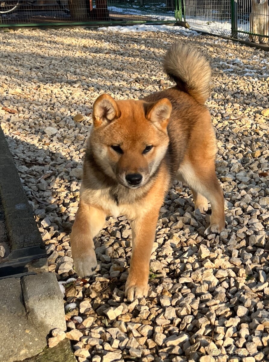 Shiba Inu fenka s PP. - 8