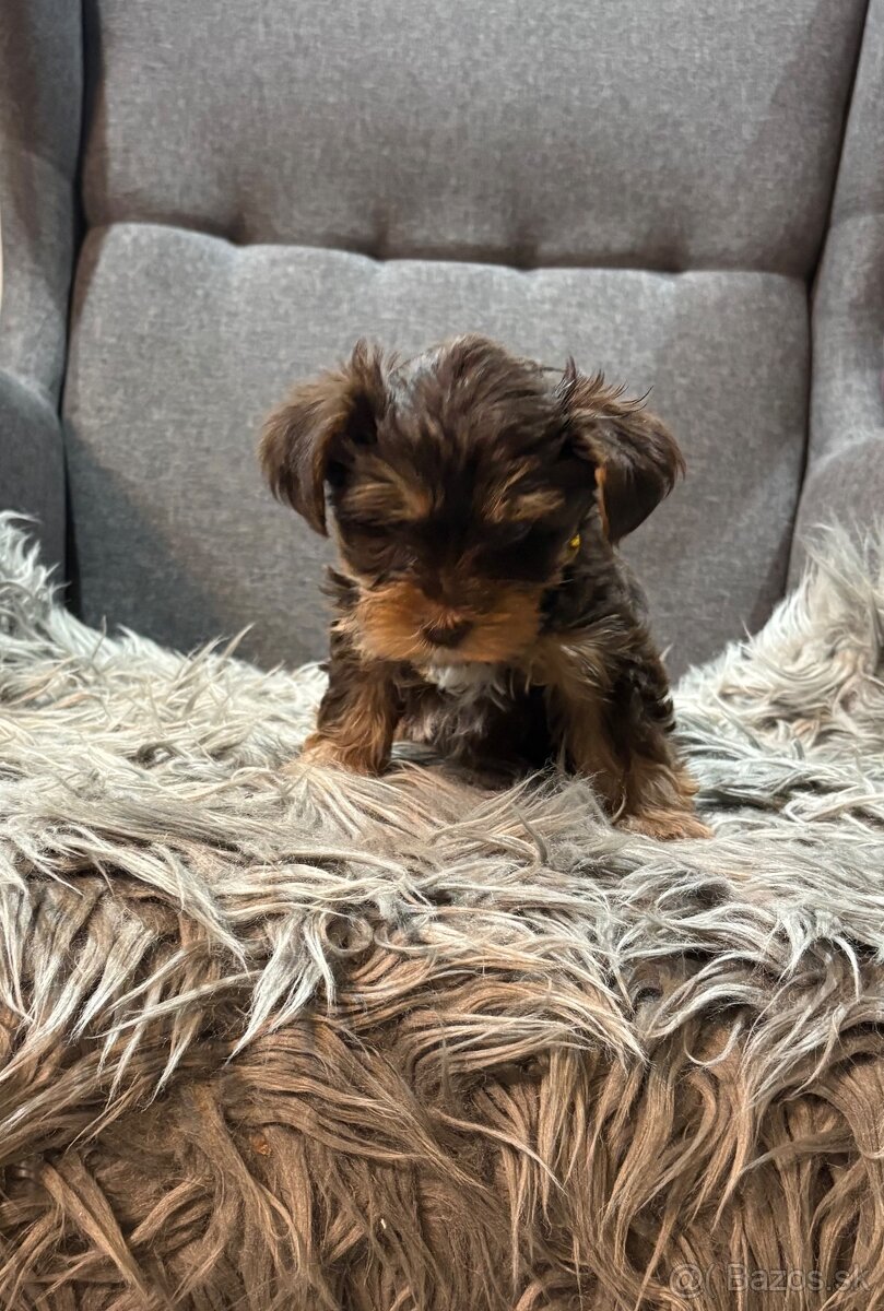 🐶 Yorkshire Terrier – hnedé šteniatka 🐶 - 8