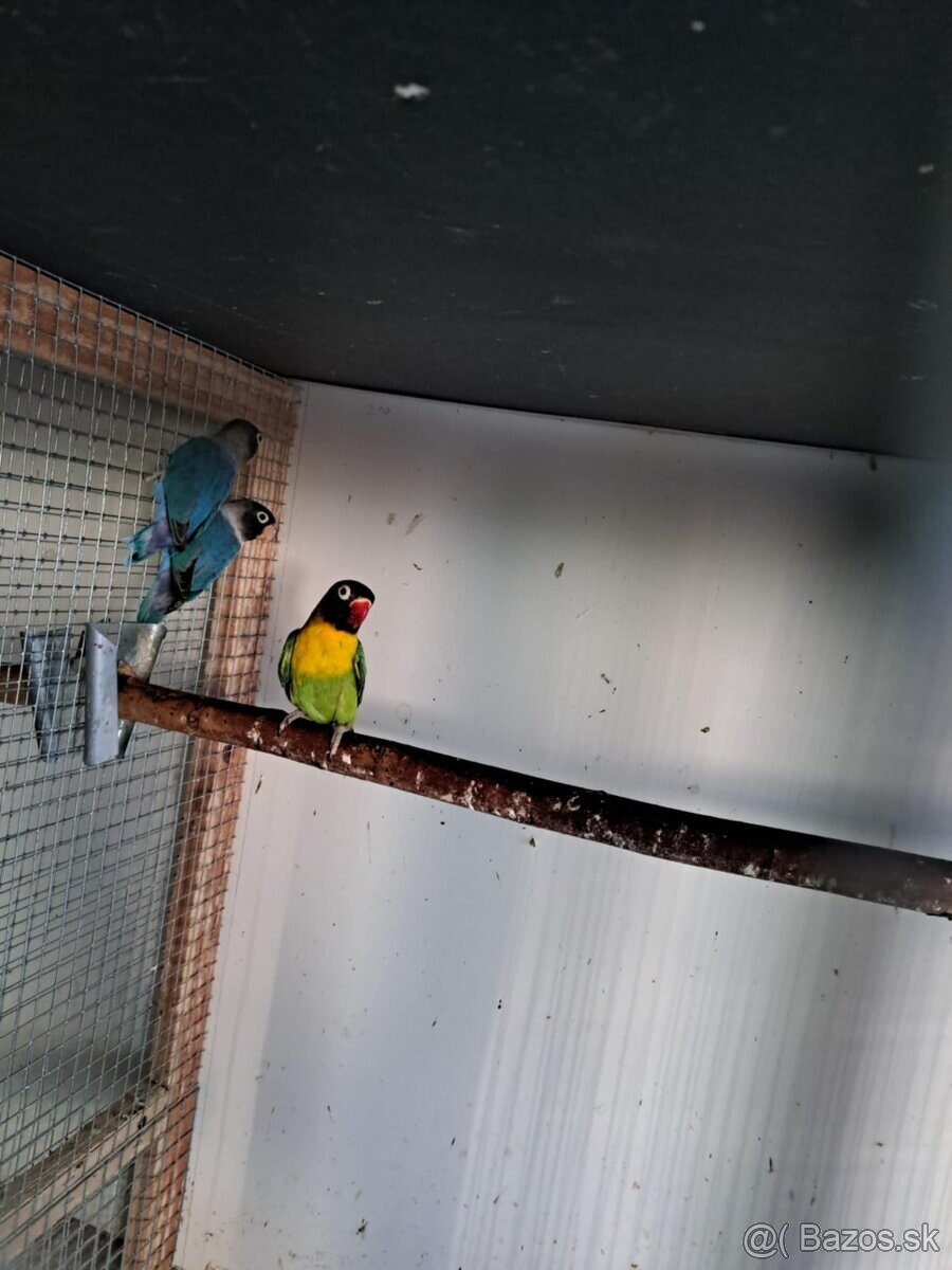 2025-Agapornis škraboškový Samček aj Samička. - 8