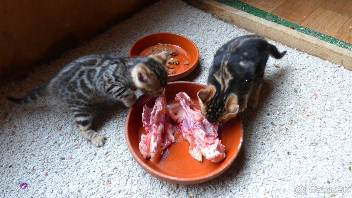 PONUKAM K ODBERU BENGALSKE MACIATKA - 8