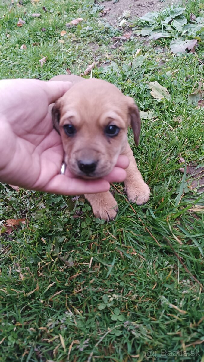 Darujem Šteniatka - 8