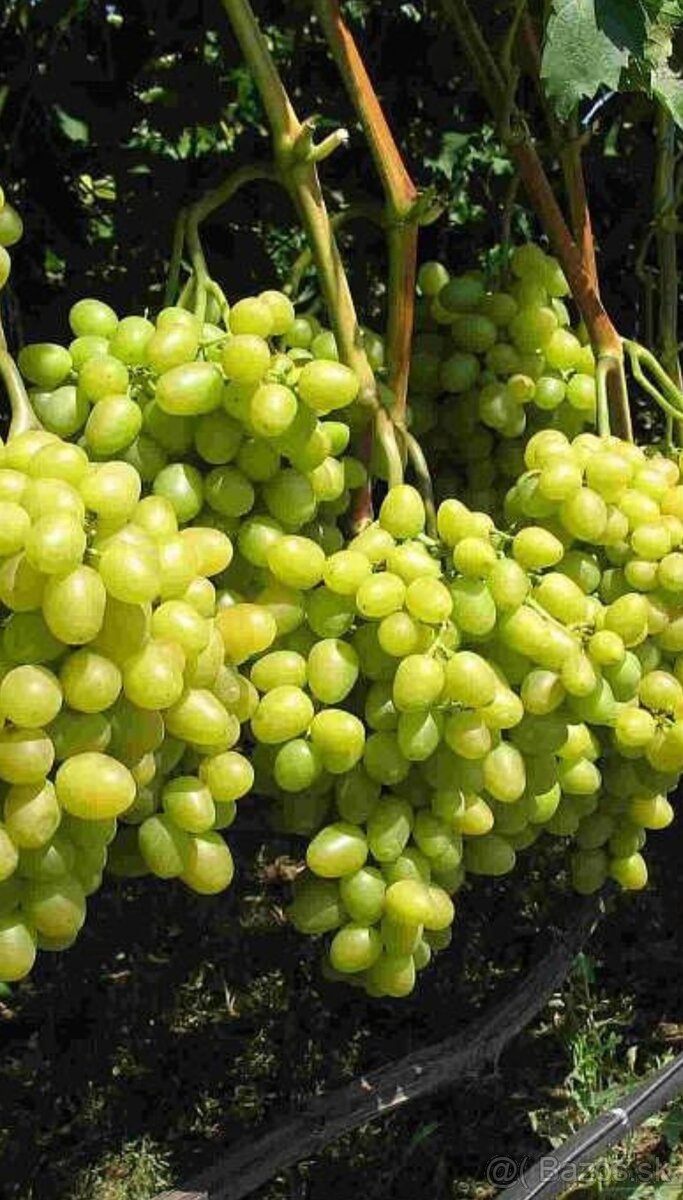 Sadenice viniča - 8