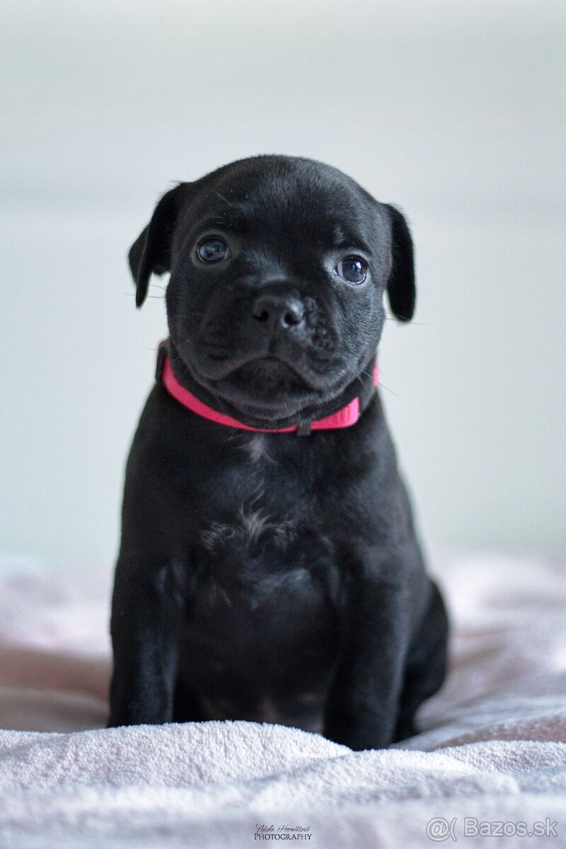 Staffordshire bullterier s pp FCI - 8