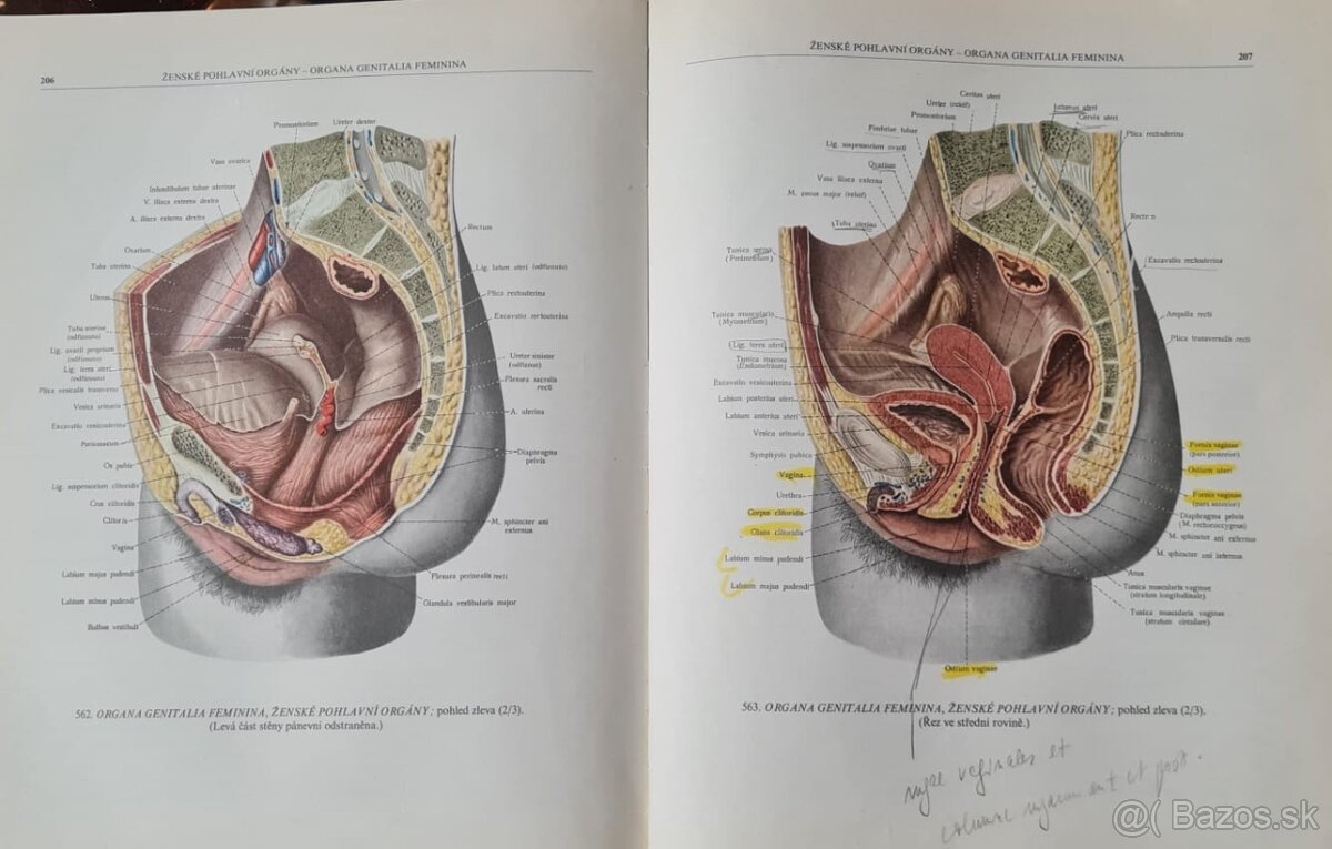 Atlas anatomie člověka I a Ii - 8