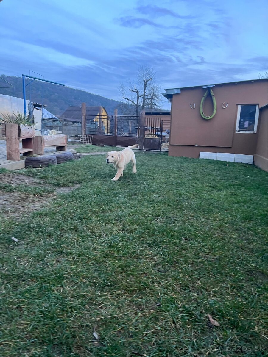 Zlatý retríver - 8