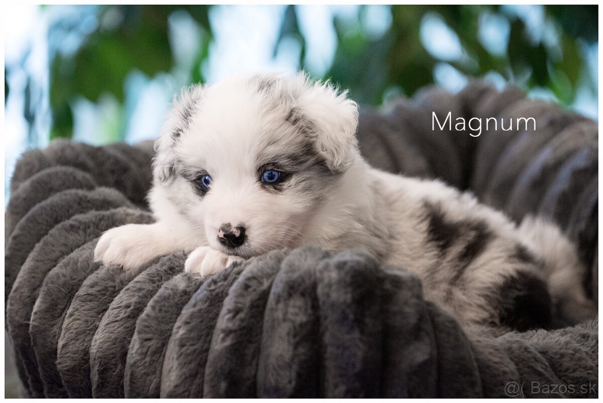 Border Collie Border Kolia s PP FCI barva Blue Merle - 8