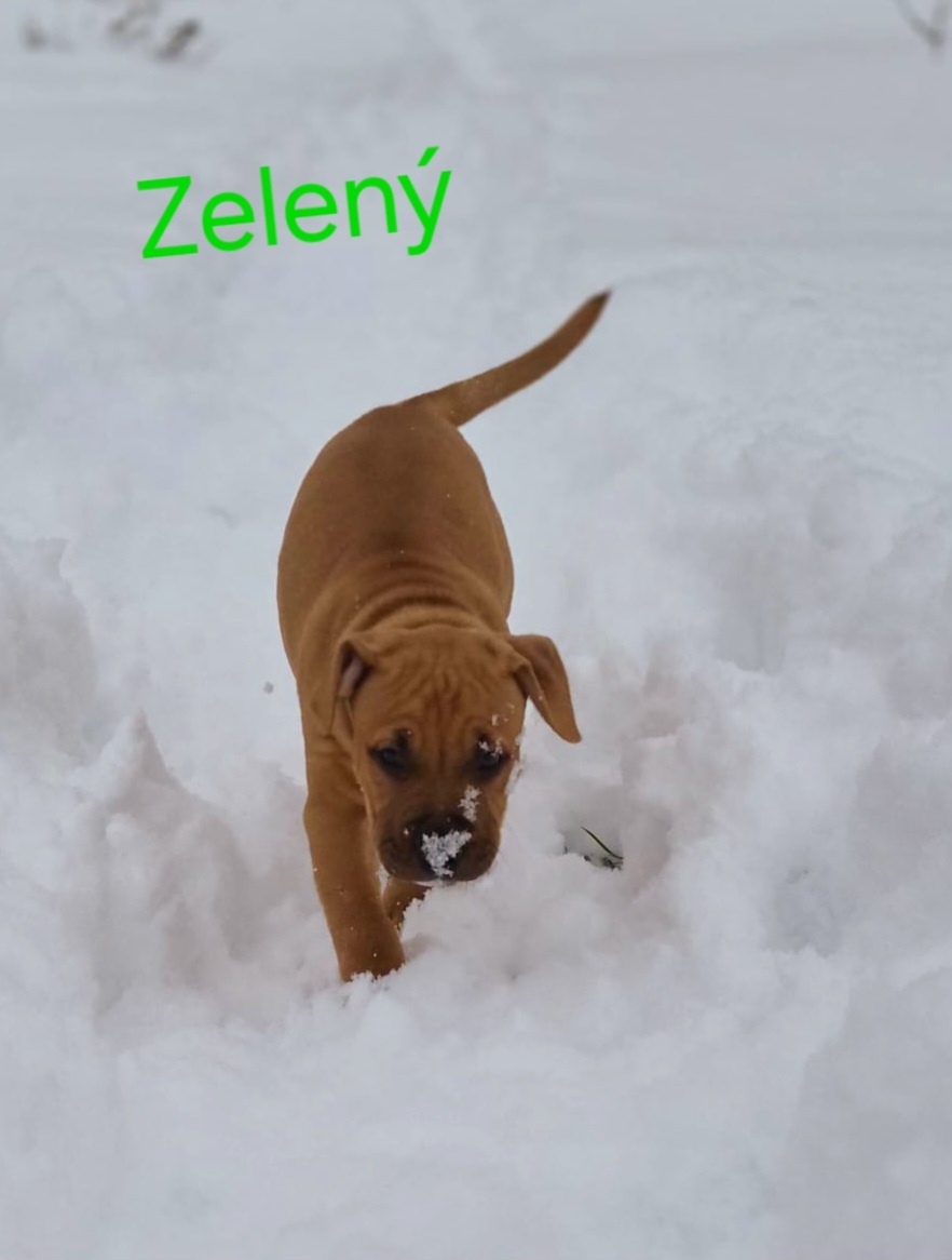 Americký stafordširský teriér - 8