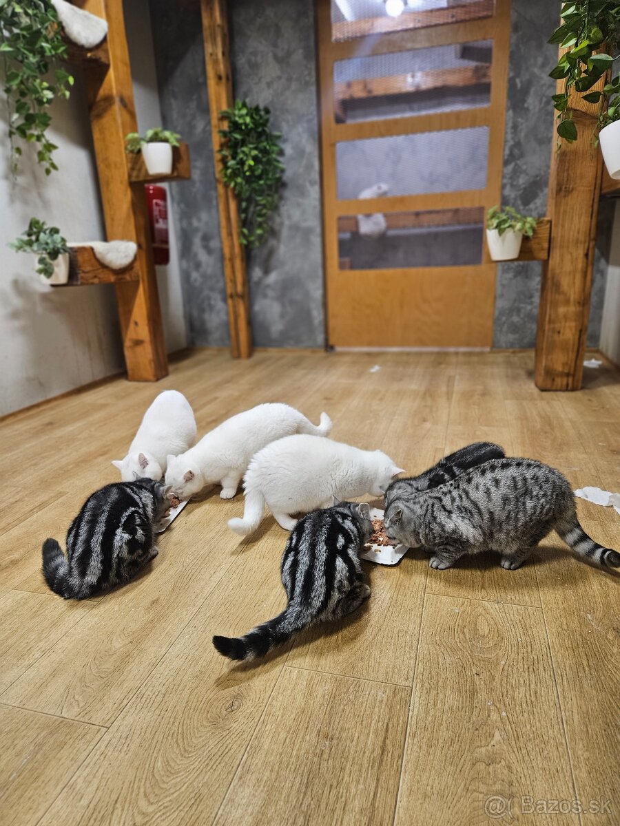 Britské mačiatka s PP - 8